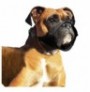 Kf bozal nylon para perros boxer