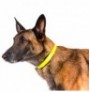 Collar fosforescente julius-k9 idc lumino
