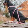 Perro sentado con arnés y correa a juego Retro Pink de max & molly para perros