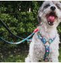 Perro con correa ajustable Little Monster de Max & Molly para perros  Perro con correa ajustable Little Monster de Max & Molly para perros