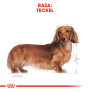 Royal canin teckel adult