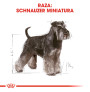 Royal canin schnauzer adult Royal canin schnauzer adult