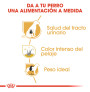 Royal canin schnauzer adult Royal canin schnauzer adult