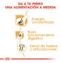 Royal canin gran danés adult Royal canin gran danés adult