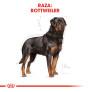 Royal canin rottweiler adult Royal canin rottweiler adult