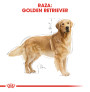 Royal canin golden retriever adult Royal canin golden retriever adult