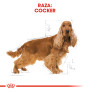 Royal canin cocker adult Royal canin cocker adult