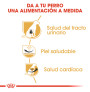 Royal canin dálmata adult Royal canin dálmata adult
