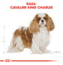 Royal canin cavalier king charles adult Royal canin cavalier king charles adult