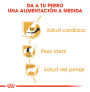 Royal canin cavalier king charles adult Royal canin cavalier king charles adult