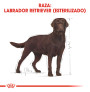 Royal canin labrador retriever adult sterilised Royal canin labrador retriever adult sterilised
