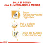 Royal canin pastor alemán adult Royal canin pastor alemán adult