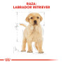 Royal canin labrador junior Royal canin labrador junior