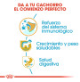 Royal canin labrador junior Royal canin labrador junior