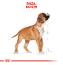Royal canin boxer junior Royal canin boxer junior