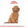 Royal canin caniche puppy Royal canin caniche puppy
