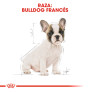 Royal canin bulldog francés junior