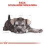 Royal canin schnauzer junior Royal canin schnauzer junior