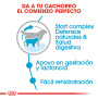 Royal canin giant starter para cachorros y madres Royal canin giant starter para cachorros y madres