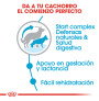 Royal canin maxi starter para cachorros y madres Royal canin maxi starter para cachorros y madres