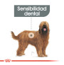 Royal canin maxi dental care para perros Royal canin maxi dental care para perros