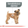 Royal canin mini dental care para perros Royal canin mini dental care para perros