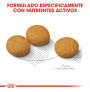 Royal canin medium dermacomfort para perros Royal canin medium dermacomfort para perros