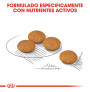 Royal canin mini dermacomfort para perros Royal canin mini dermacomfort para perros
