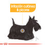 Royal canin mini dermacomfort para perros Royal canin mini dermacomfort para perros