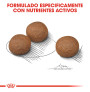 Royal canin medium digestive care para perros Royal canin medium digestive care para perros
