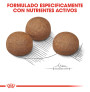 Royal canin maxi digestive care para perros Royal canin maxi digestive care para perros