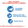 Royal canin indoor +7 para gatos