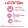 Royal canin mother & babycat para gatitos y madres