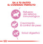 Royal canin kitten sterilised para gatitos esterilizados Royal canin kitten sterilised para gatitos esterilizados