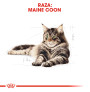 Royal canin maine coon Royal canin maine coon