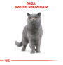 Royal canin british shorthair
