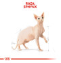 Royal canin sphynx