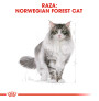 Royal canin norwegian forest gatos