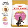 Royal canin kitten maine coon Royal canin kitten maine coon