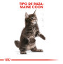 Royal canin kitten maine coon Royal canin kitten maine coon